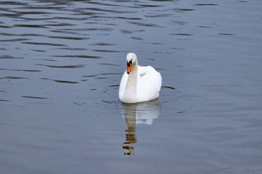 Beyaz bir kuğu yiyecek aramak için nehir boyunca yüzer..