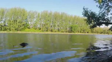 Kayakçıların kürek çektiği ve sakin suların dalgalandığı manzaralı yaz nehri manzarası