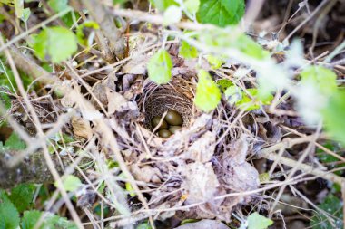 Yeşil çalılıklarda gizlenmiş dört zeytin renkli yumurtalı küçük kuş yuvası.