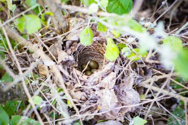 Yeşil çalılıklarda gizlenmiş dört zeytin renkli yumurtalı küçük kuş yuvası.