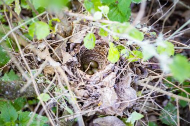 Yeşil çalılıklarda gizlenmiş dört zeytin renkli yumurtalı küçük kuş yuvası.