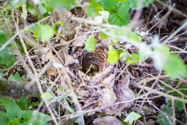 Yeşil çalılıklarda gizlenmiş dört zeytin renkli yumurtalı küçük kuş yuvası.