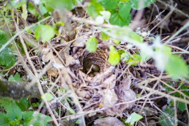 Yeşil çalılıklarda gizlenmiş dört zeytin renkli yumurtalı küçük kuş yuvası.