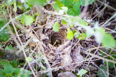 Yeşil çalılıklarda gizlenmiş dört zeytin renkli yumurtalı küçük kuş yuvası.