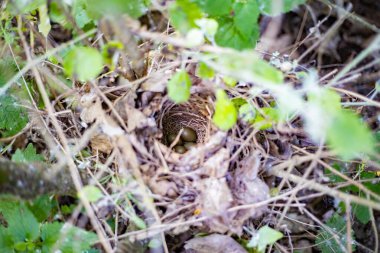 Yeşil çalılıklarda gizlenmiş dört zeytin renkli yumurtalı küçük kuş yuvası.