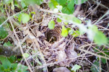 Yeşil çalılıklarda gizlenmiş dört zeytin renkli yumurtalı küçük kuş yuvası.