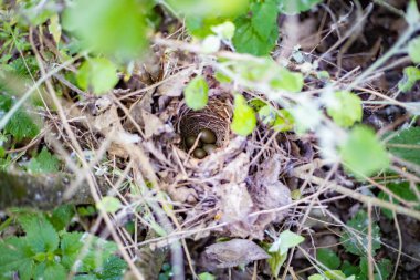 Yeşil çalılıklarda gizlenmiş dört zeytin renkli yumurtalı küçük kuş yuvası.