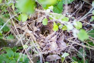 Yeşil çalılıklarda gizlenmiş dört zeytin renkli yumurtalı küçük kuş yuvası.