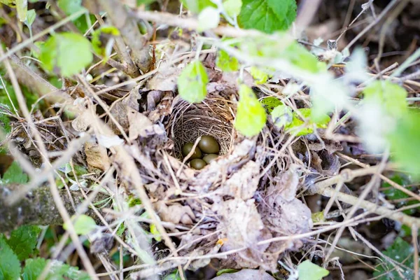 Yeşil çalılıklarda gizlenmiş dört zeytin renkli yumurtalı küçük kuş yuvası.