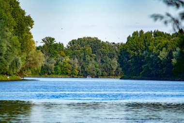 Geniş mavi bir nehirdeki motorlu tekne yoğun yeşil yaz ormanlarıyla çevrili.