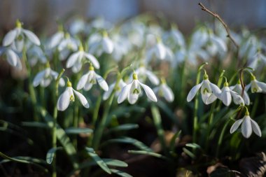 Bahar güneşinde hafif kar damlaları mevsimin ilk çiçekleri.