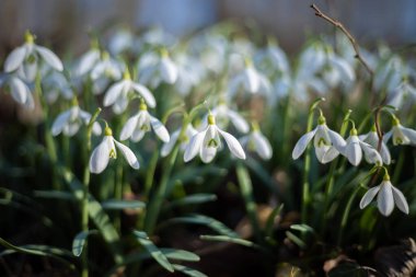 Bahar güneşinde hafif kar damlaları mevsimin ilk çiçekleri.
