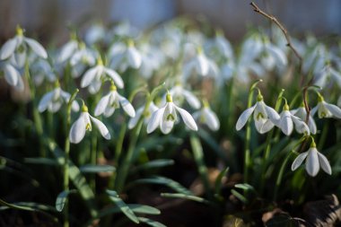 Bahar güneşinde hafif kar damlaları mevsimin ilk çiçekleri.