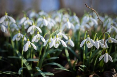 Bahar güneşinde hafif kar damlaları mevsimin ilk çiçekleri.