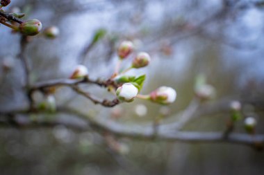Bahar ayini: narin beyaz ve pembe meyve ağacı dalında tomurcuklanır