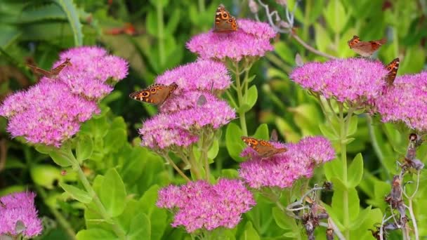 Mariposa alimentación frenesí — Vídeos de Stock