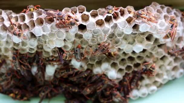 黄蜂蜂巢活动 — 图库视频影像