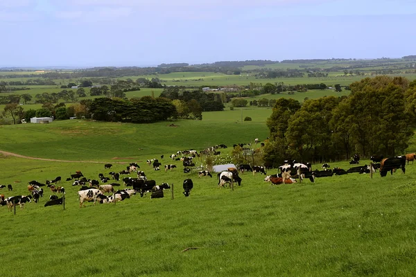 Farming landscape with cows — Stock Photo, Image