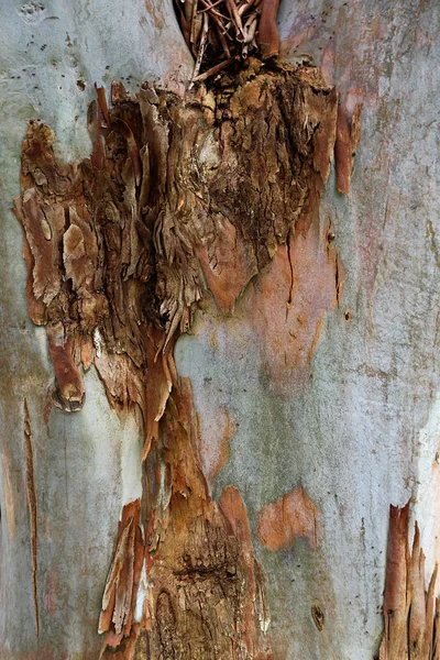 Textura da casca de eucalipto — Fotografia de Stock