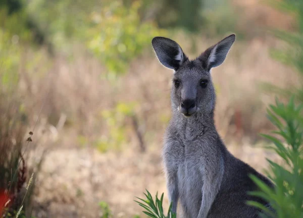 Alert female kangaroo Stock Image