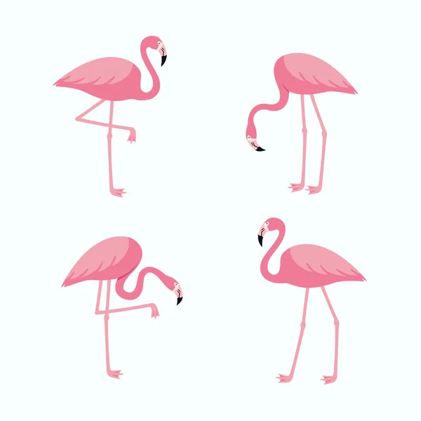 Ensemble Flamants Roses Oiseaux Exotiques Tropicaux Dans Différentes Poses Isolés — Image vectorielle