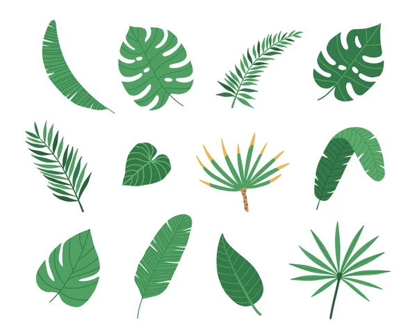 Tropical Exotic Plants Leaves Set Isolated White Background Vector Illustration — Stock Vector