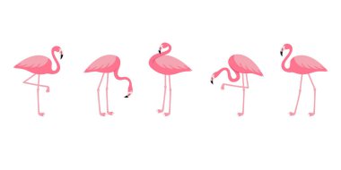 Pembe flamingo seti. Farklı pozlardaki egzotik tropikal kuşlar beyaz arka planda izole olurlar. Vektör illüstrasyonu