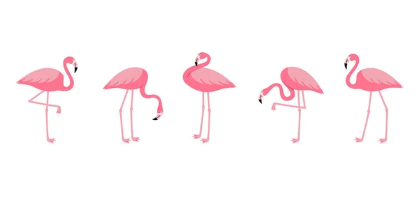 Rózsaszín Flamingó Készlet Egzotikus Trópusi Madarak Különböző Pózok Elszigetelt Fehér — Stock Vector