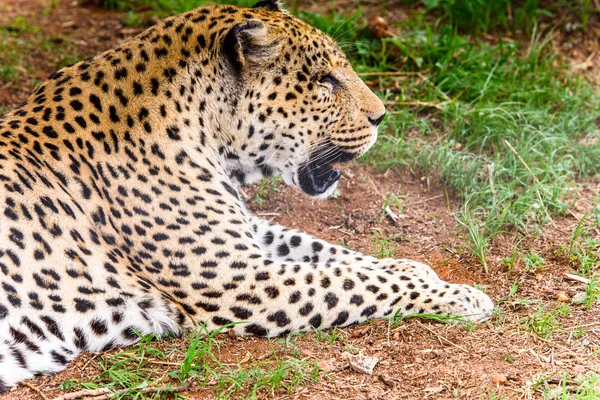 Dieren in Afrika — Stockfoto