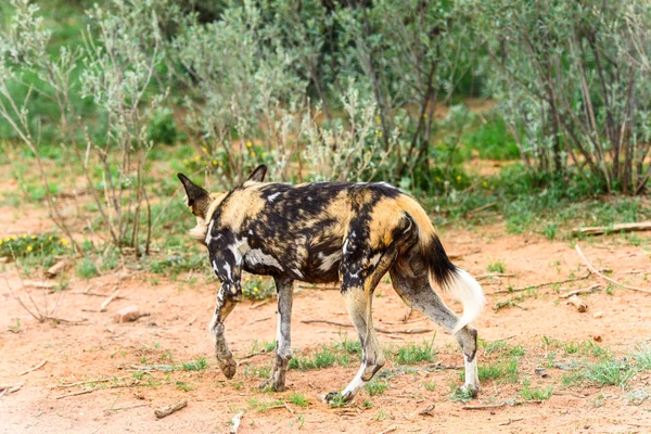 Animales en África —  Fotos de Stock