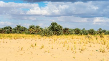 Mısır'daki Bahariya Oasis