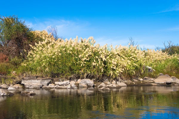 Nature of the river Nile in Egypt — Stock Photo, Image