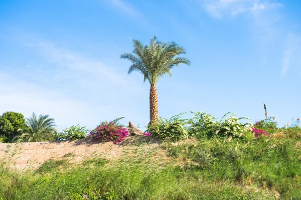 Naturaleza del río Nilo en Egipto —  Fotos de Stock