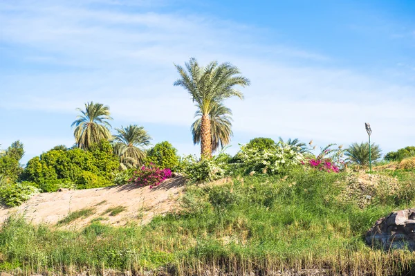 Natura del fiume Nilo in Egitto — Foto Stock