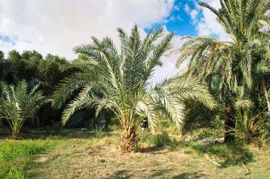 Mısır'daki Bahariya Oasis