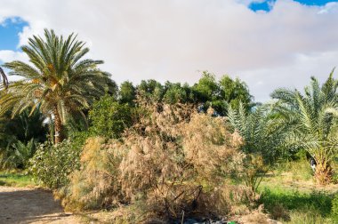 Mısır'daki Bahariya Oasis