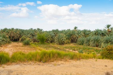 Mısır'daki Bahariya Oasis