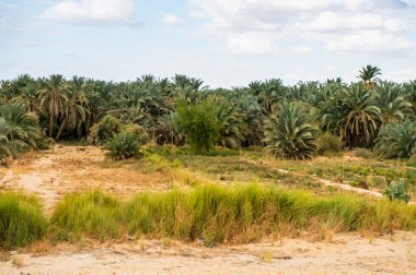 Mısır'daki Bahariya Oasis