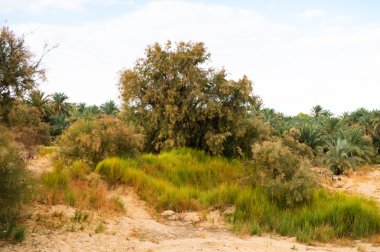 Mısır'daki Bahariya Oasis