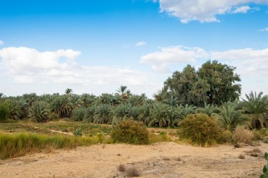 Mısır'daki Bahariya Oasis