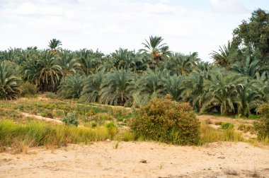 Mısır'daki Bahariya Oasis