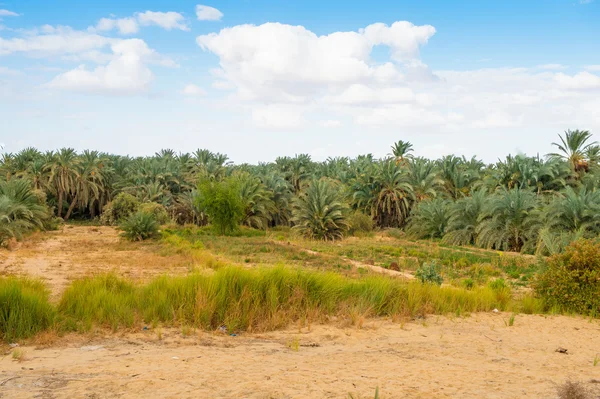 The Bahariya Oasis in Egypt — Stock Photo, Image