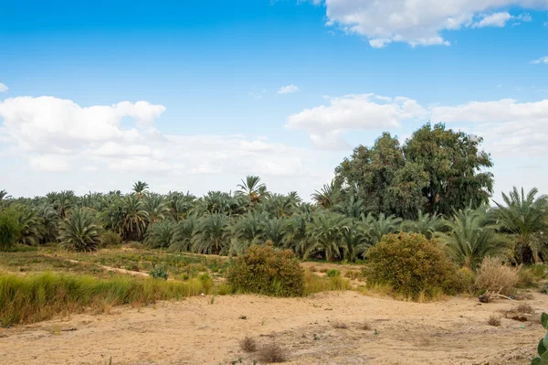 The Bahariya Oasis in Egypt — Stock Photo, Image