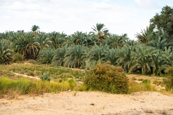 The Bahariya Oasis in Egypt — Stock Photo, Image