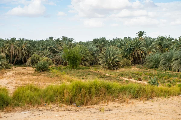 The Bahariya Oasis in Egypt — Stock Photo, Image