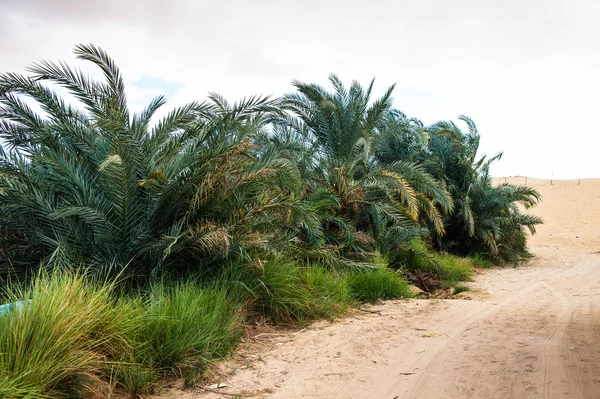 De Bahariya oase in Egypte — Stockfoto