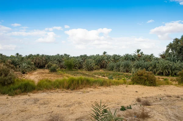 The Bahariya Oasis in Egypt — Stock Photo, Image