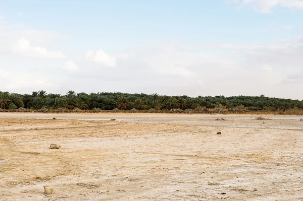 Mısır'daki Bahariya Oasis — Stok fotoğraf