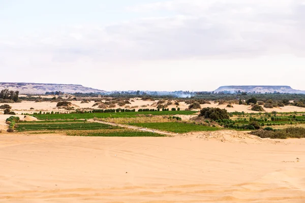 Die Bahariya-Oase in Ägypten — Stockfoto