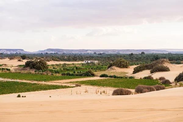 El oasis de Bahariya en Egipto —  Fotos de Stock